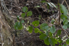 Rubus australis
