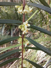 Pimelea axiflora axiflora