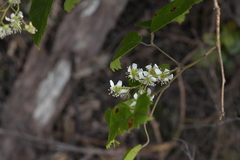 Rubus australis