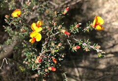 Pultenaea prostrata