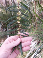 Pimelea axiflora axiflora