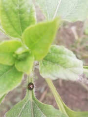 Chilocorus bipustulatus