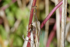 Lestes virens