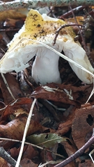 Russula ochroleuca