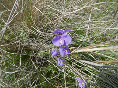 Swainsona procumbens