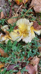 Russula ochroleuca