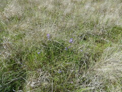 Swainsona procumbens