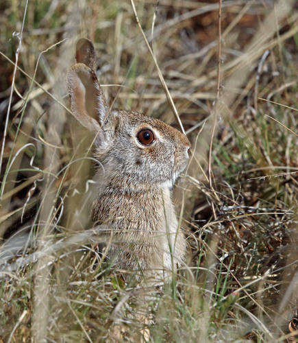 Sylvilagus holzneri