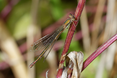 Lestes virens