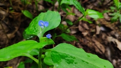 Commelina benghalensis