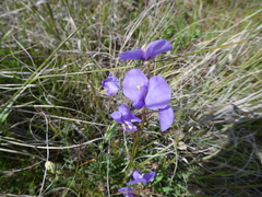 Swainsona procumbens