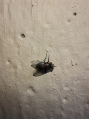 Musca domestica