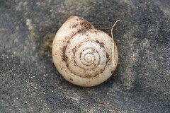 Fruticicola fruticum