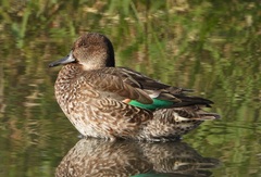 Anas crecca crecca