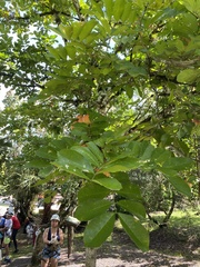 Blighia sapida