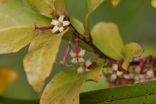 Image of Alseuosmia quercifolia by (c) Christopher Stephens, some rights reserved (CC BY-SA)