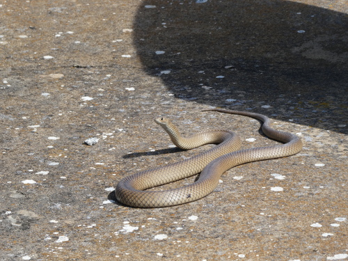Eastern Brown Snake sighting