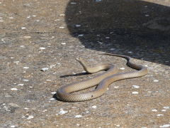 Pseudonaja textilis