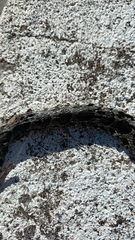 Hemorrhois hippocrepis