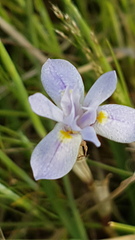 Moraea setifolia