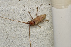 Enaphalodes rufulus