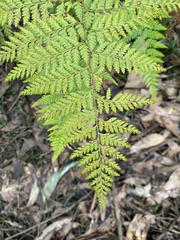 Calochlaena dubia