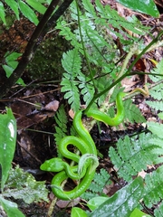 Trimeresurus stejnegeri