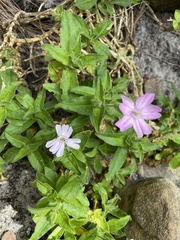Silene undulata