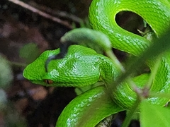 Trimeresurus stejnegeri