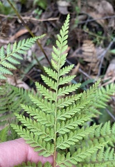 Calochlaena dubia