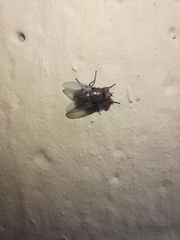 Musca domestica