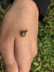 Hygromia cinctella
