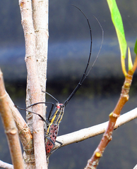 Macrochenus guerinii