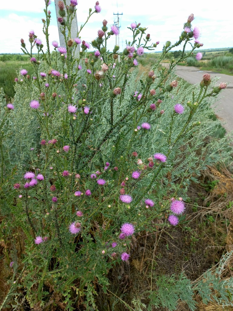 Broad-winged Thistle from Волжский р-н, Самарская обл., Россия on July ...