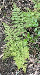 Calochlaena dubia