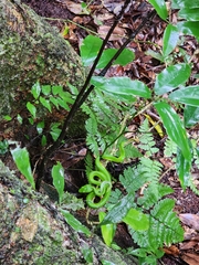 Trimeresurus stejnegeri