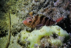 Cirrhitichthys aprinus