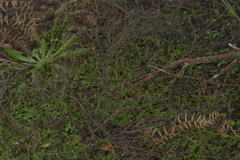 Acianthus sinclairii