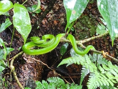 Trimeresurus stejnegeri