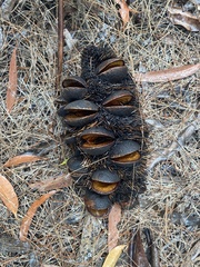Banksia aemula