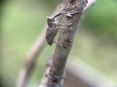 Orthorhinus