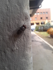 Musca domestica
