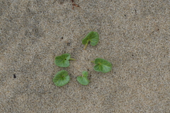 Calystegia soldanella