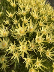 Leucadendron xanthoconus
