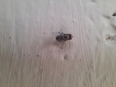 Musca domestica
