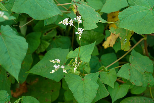 Fagopyrum cymosum (Trevir.) Meisn.