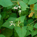 Tall Buckwheat - Photo (c) Hitoshi WATANABE 渡辺仁, some rights reserved (CC BY-NC), uploaded by Hitoshi WATANABE 渡辺仁