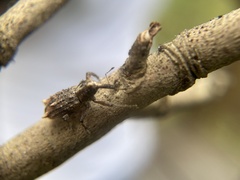 Orthorhinus