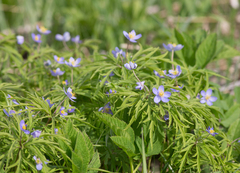 Anemonoides caerulea