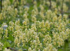 Corydalis bracteata
